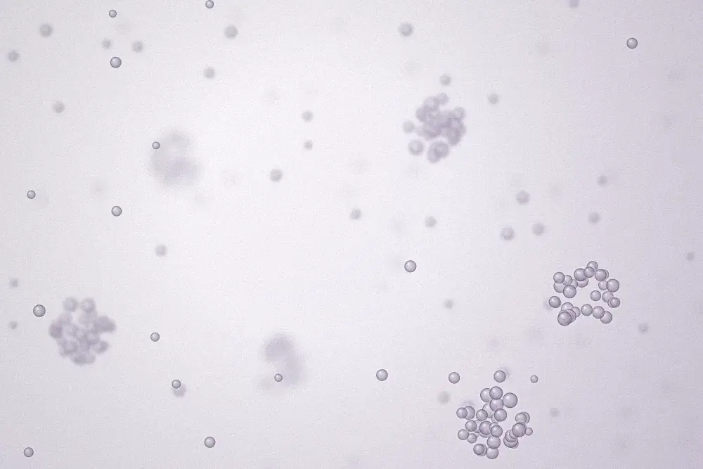 Cell Type Directory _ T Cells illustration
