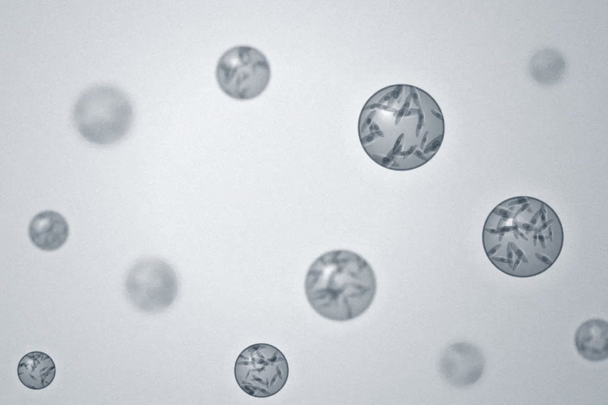 Cell Types _ MSCs illustration